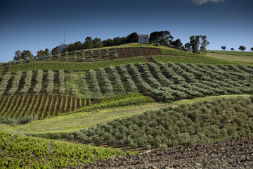 Alcamo countryside.