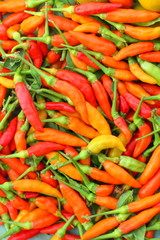 Fresh chilli - red hot peppers