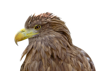 Fototapeta premium head of golden eagle isolated