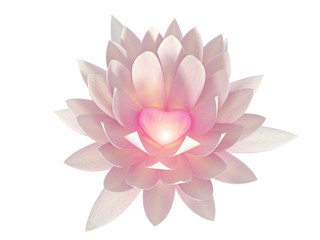 lotus flower on a white background