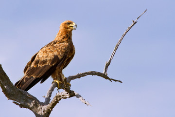 Walhlberg's Eagle sitting on branch