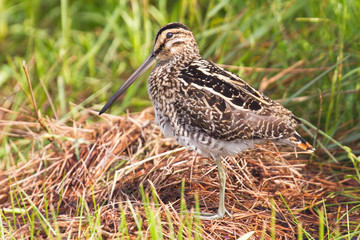 African snipe in wetland