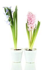 Beautiful hyacinths, isolated on white