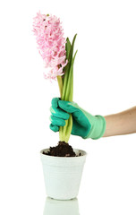 Beautiful hyacinth in flowerpot and gardener's hand (conceptual