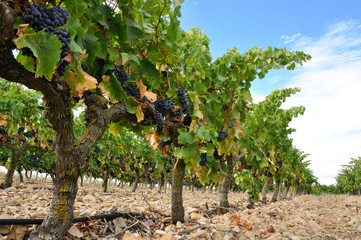 Fototapeta na wymiar Winnica z winogron, La Rioja (Spain)