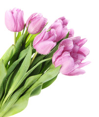Beautiful bouquet of purple tulips, isolated on white