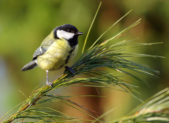 Tit on pine