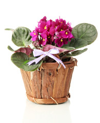 Bright saintpaulia in wooden flowerpot, isolated on white