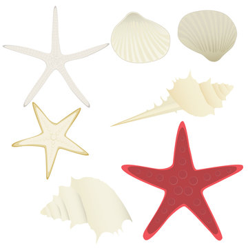 collection of vector starfishes and shells