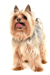 Yorkshire terrier