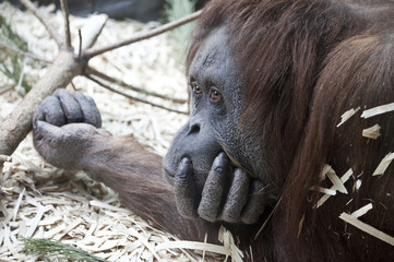 thoughtful orangutan