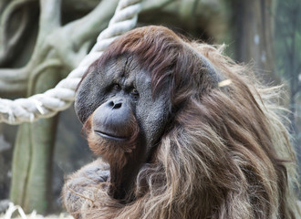 friendly orangutan