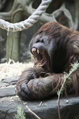 aggressive orangutan © vesta48