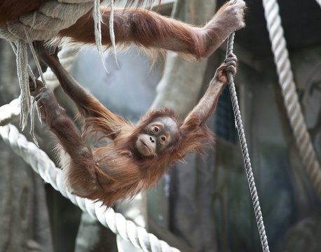 Baby Orangutan Is Swinging On A Rope