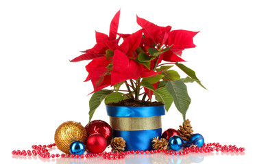 Beautiful poinsettia with christmas balls isolated on white