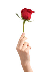 Fototapeta premium Beautiful woman hand holding a red rosebud