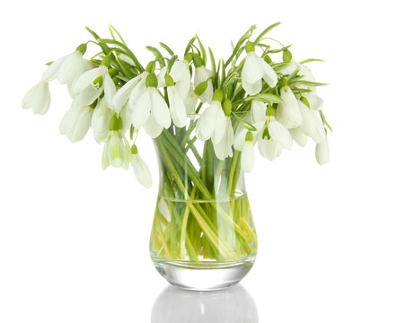 Bouquet Of Snowdrop Flowers In Glass Vase, Isolated On White