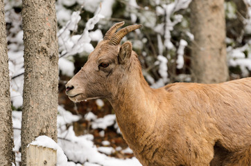 Bighorn Sheep