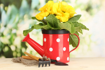 Beautiful yellow primula in watering can