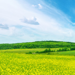 Rape field and blue sky