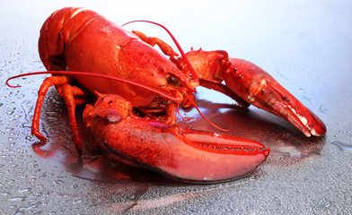 Red lobster on blue background