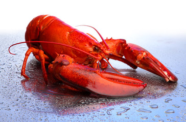 Red lobster on blue background