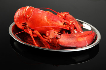 Red lobster on tray, on black background