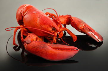 Red lobster, on grey background