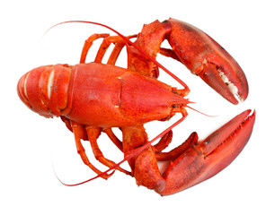 Red lobster isolated on white