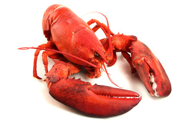 Red lobster isolated on white