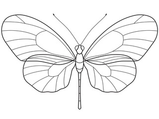 Outline Butterfly