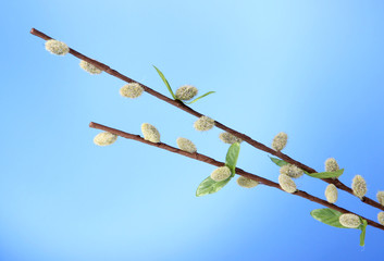 Pussy-willow twigs on blue background
