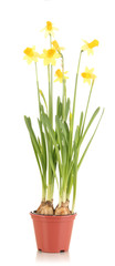 Beautiful yellow daffodils in flowerpot isolated on white