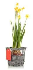Beautiful yellow daffodils in wicker basket isolated on white