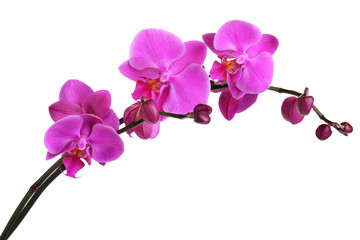 Naklejka na ściany i meble Gentle beautiful orchid isolated on white