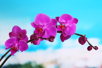 Fototapeta na wymiar Gentle beautiful orchid on natural background
