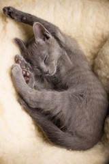 Kitten.