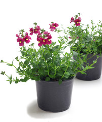 Diascia in a pot on a white background