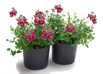 Diascia in a pot on a white background © 7monarda