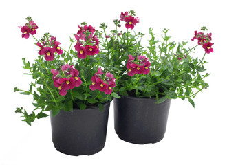 Diascia in a pot on a white background © 7monarda