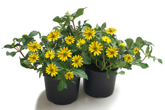 Sanvitalia in a pot on a white background