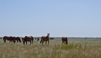 Herd of horses on grassland