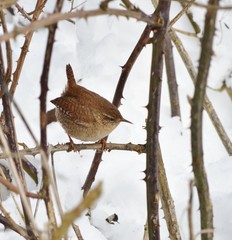 A Wren in the Snow