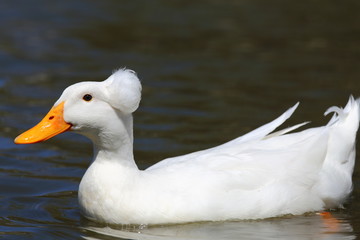 Fototapeta premium Duck Swimming