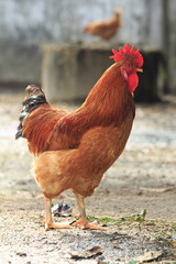 Brown chicken standing on rural area