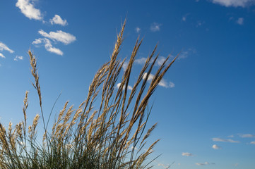 Esparto grass against a sunny blue sky