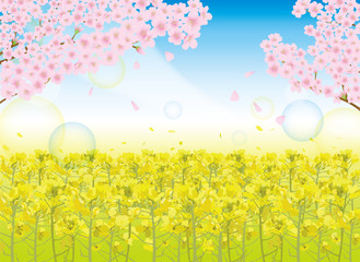 桜と菜の花