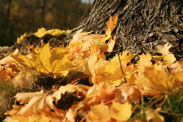 Gold autumn leaves maple, season specific