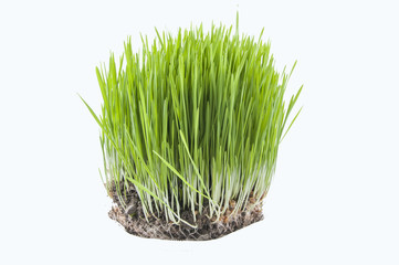 novruz grass