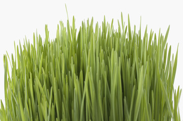 Fototapeta na wymiar novruz grass
